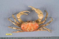 藏品(毛足圓盤蟹)的圖片